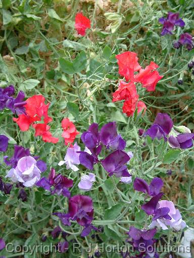 Sweet Peas 